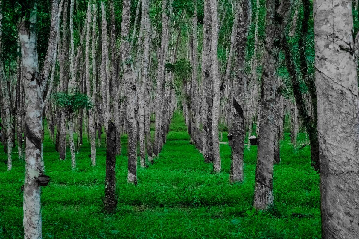 лес, деревья, роща, зеленые, ветви